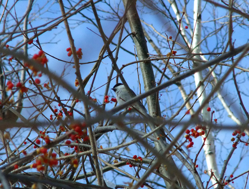 木の実には鳥