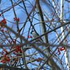 木の実には鳥