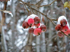 冬の木の実