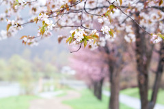 北の桜並木