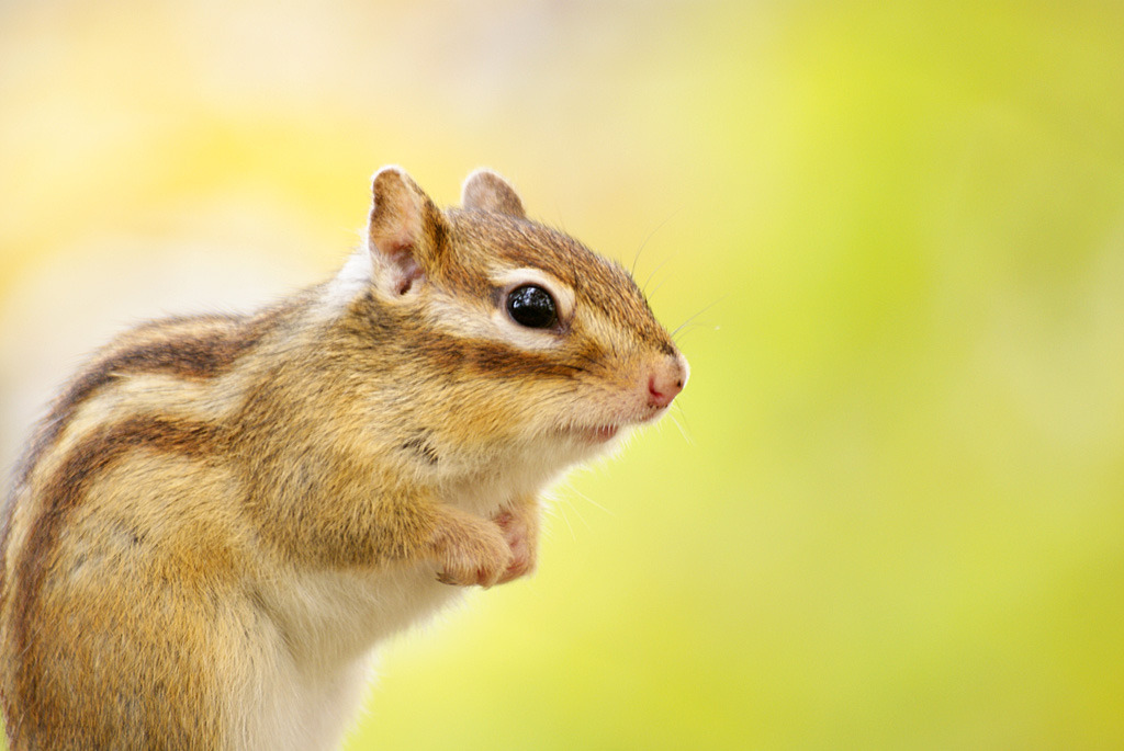 シマリス・ワールド