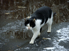 ねこ