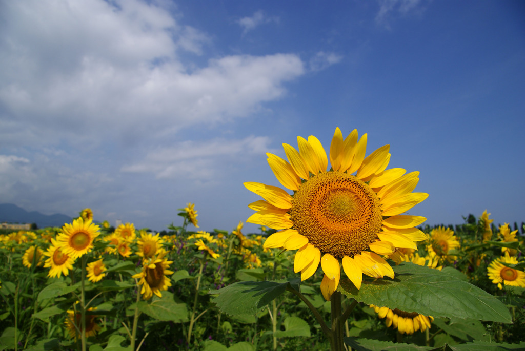 夏といえば