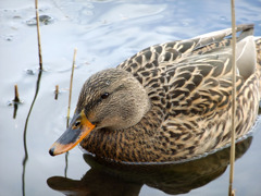 近くでマガモ