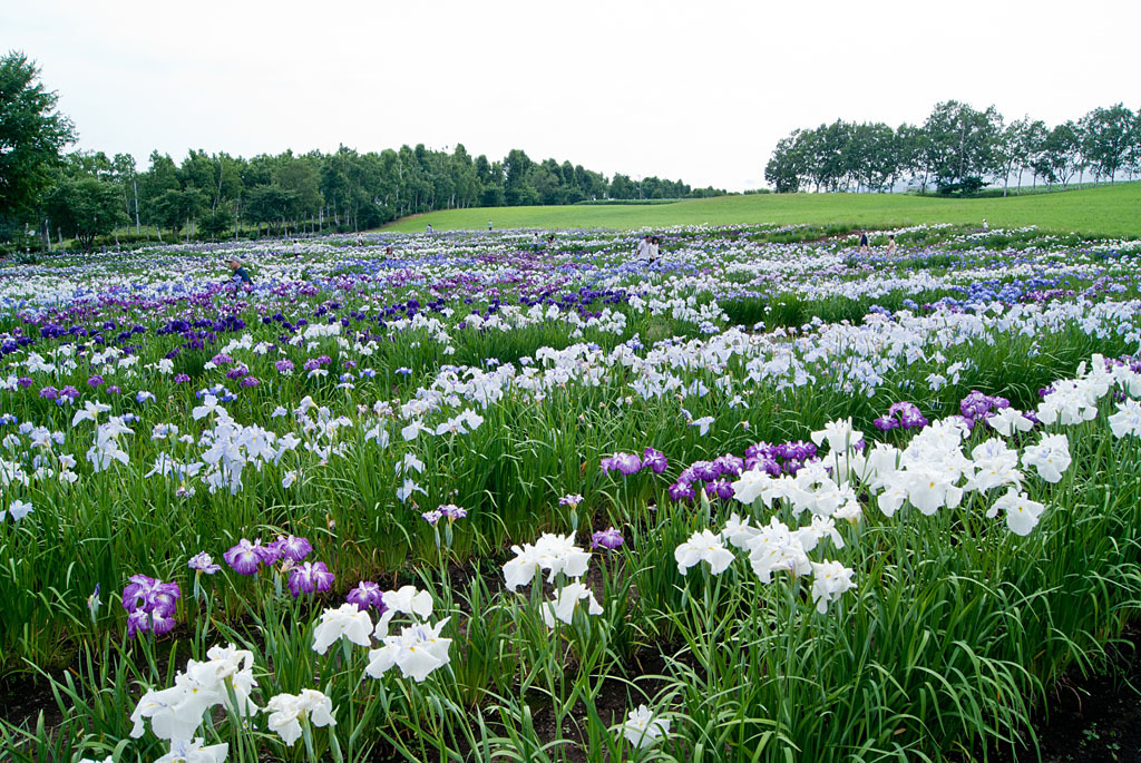 花菖蒲の咲く野