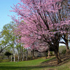 大学構内の桜