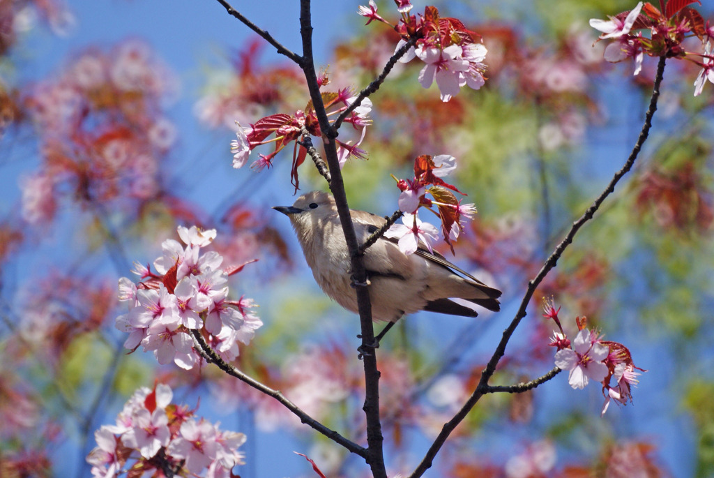 お花おいし～