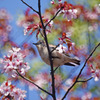 お花おいし～