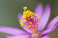 花ひらく