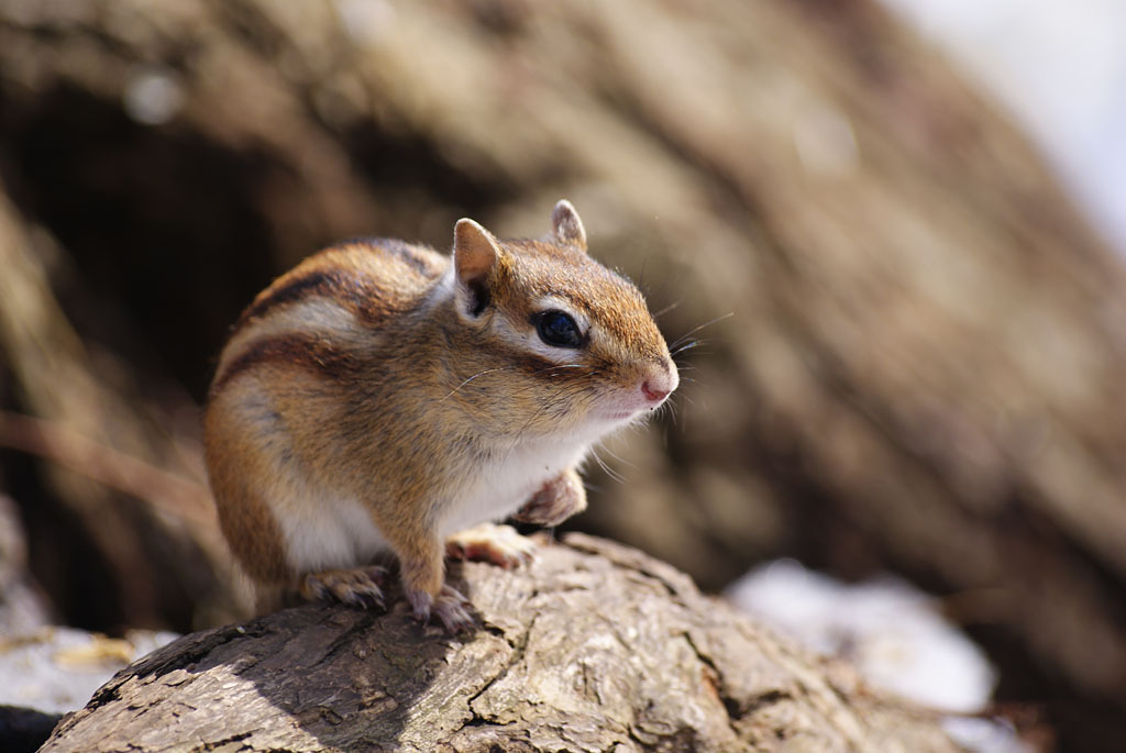 春のシマリス