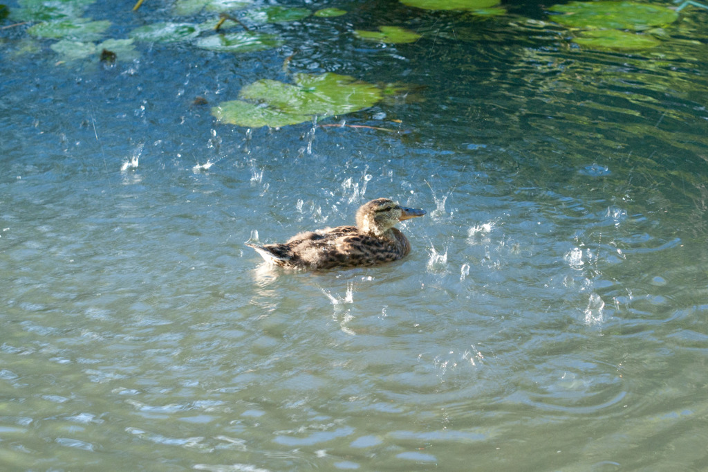 噴水楽しいな