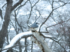 たそがれゴジュウカラ