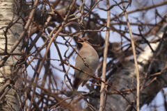 優美な鳥