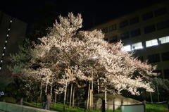 石割桜