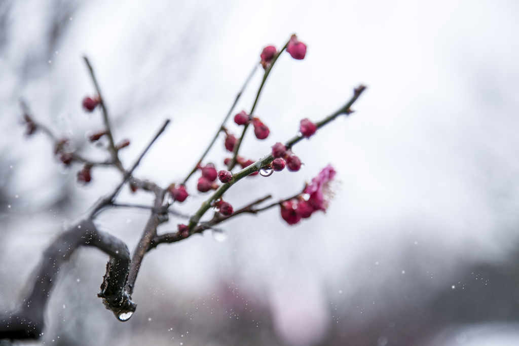 雪中梅 04