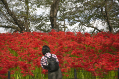 350万本の曼珠沙華 09