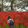350万本の曼珠沙華 09