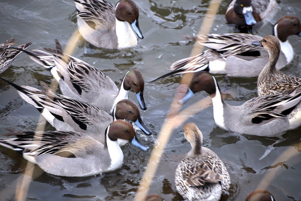 白鳥の湖 02