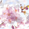 河津桜 02