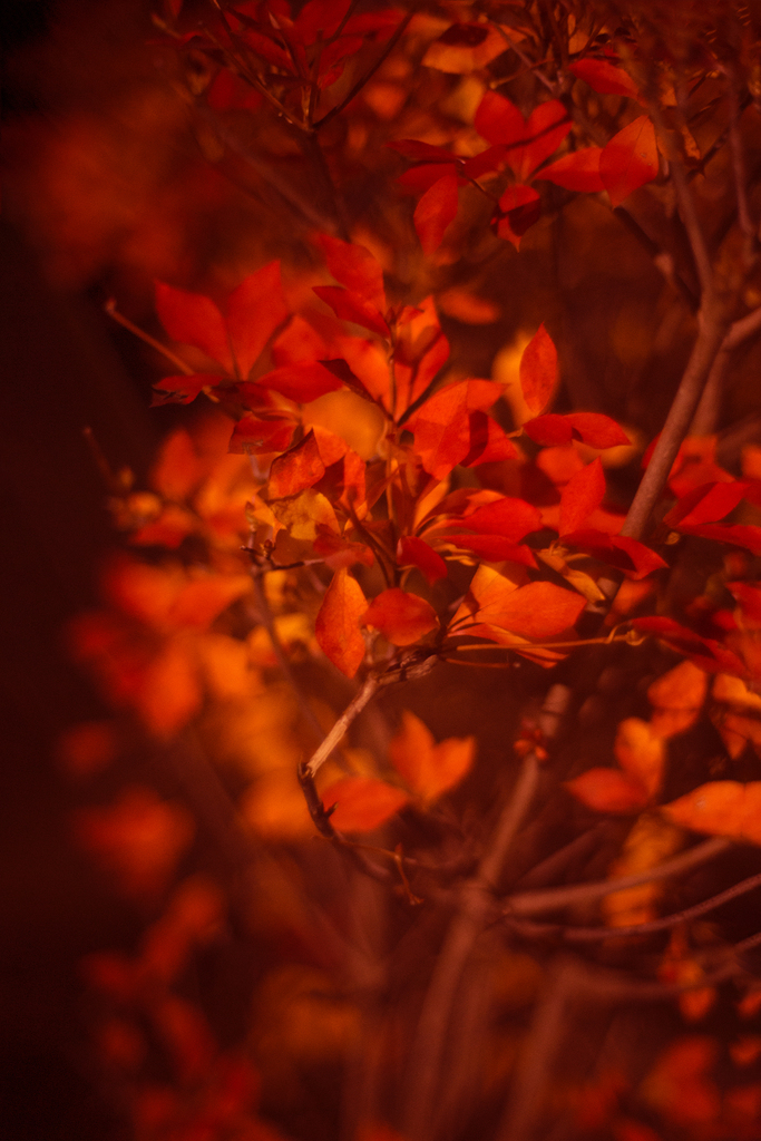 オールドレンズ ③