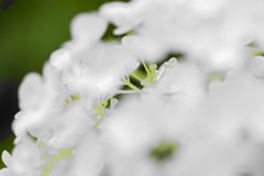 Rainy White 02