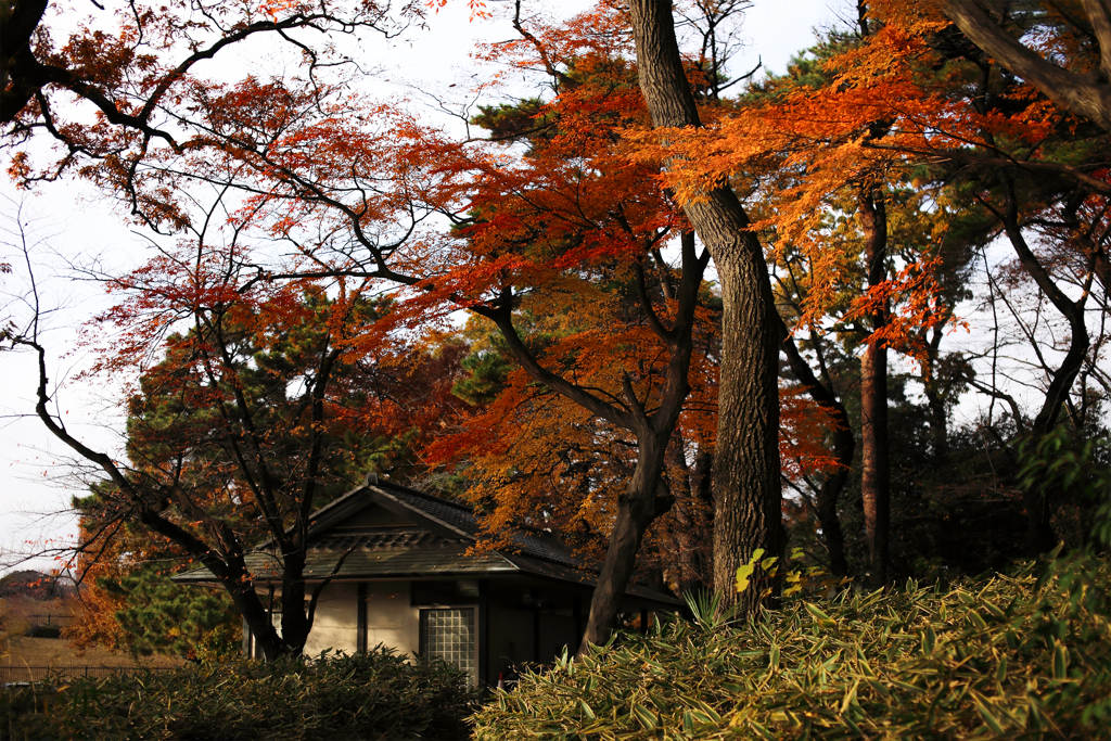 晩秋の彩（大宮公園） 05