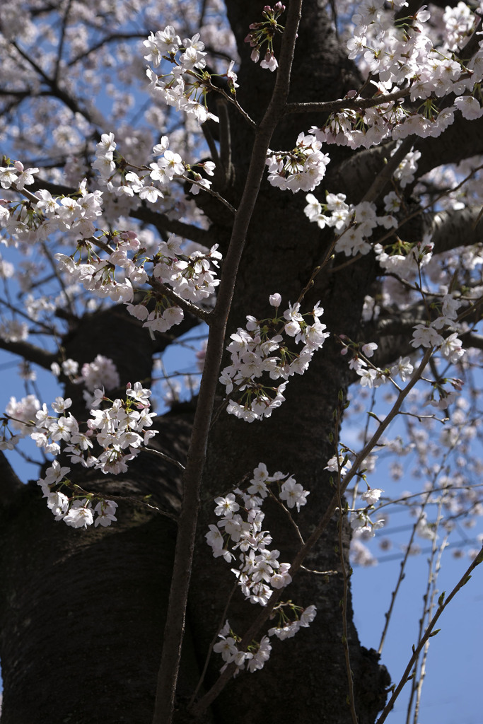 それでも桜は咲く  02