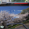 地元の桜 02