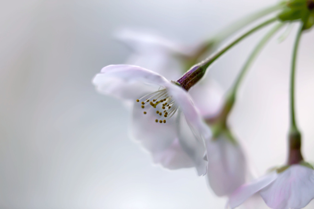 それでも桜は咲く 06