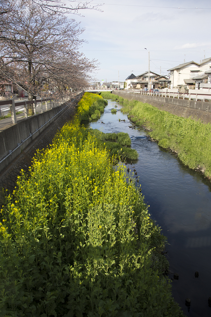 春の小川 01