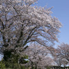 春は行く 03