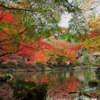 錦秋の成田山公園 16