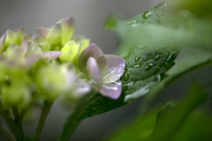 雨に咲く花 04