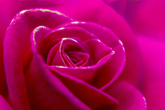 ラスト春薔薇 01