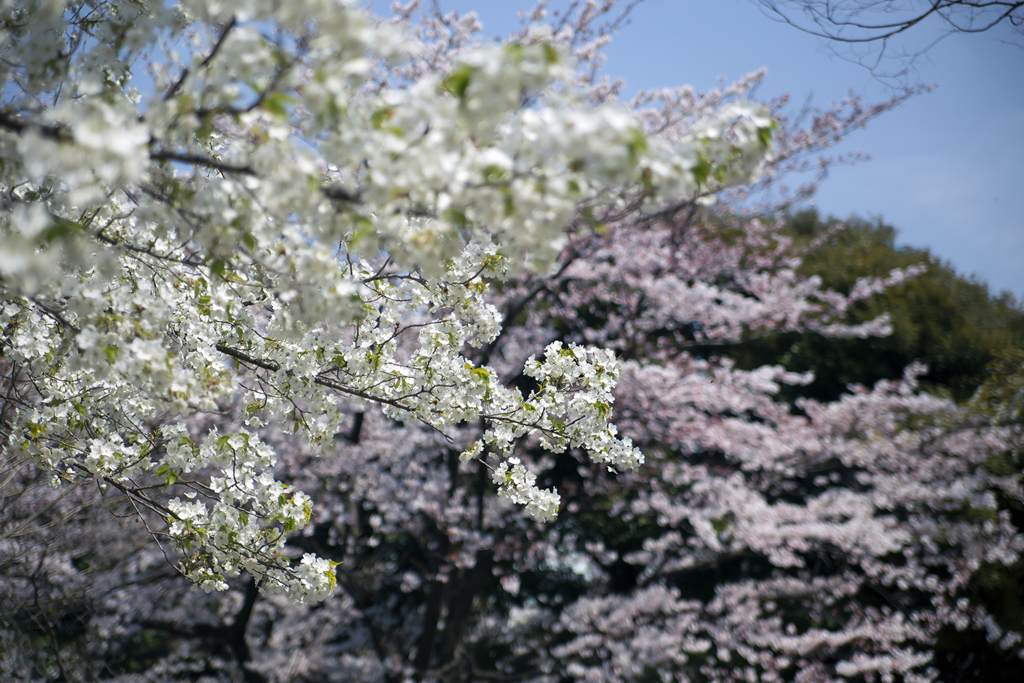 北の丸公園 04
