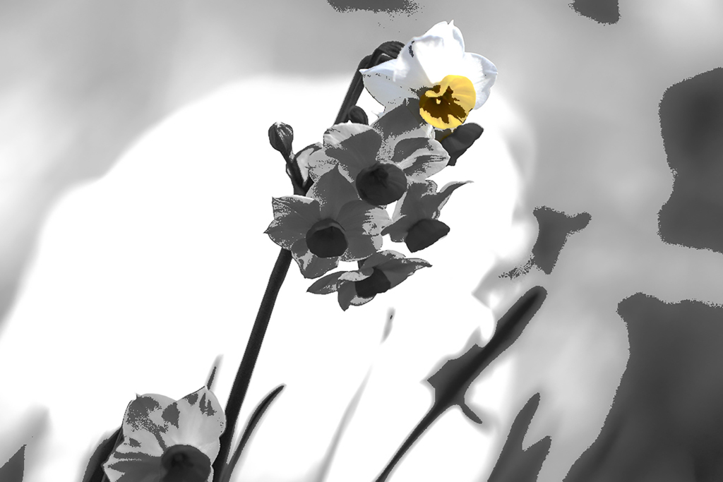 羅漢の花 02