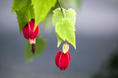 冬の花 08
