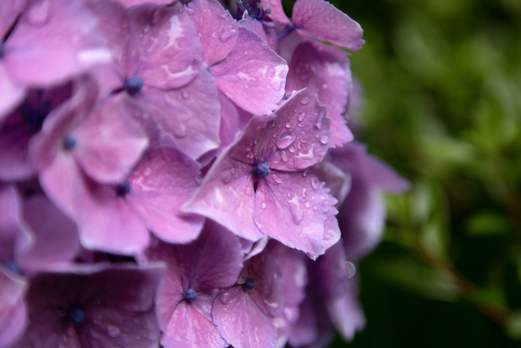 雨に咲く花 03