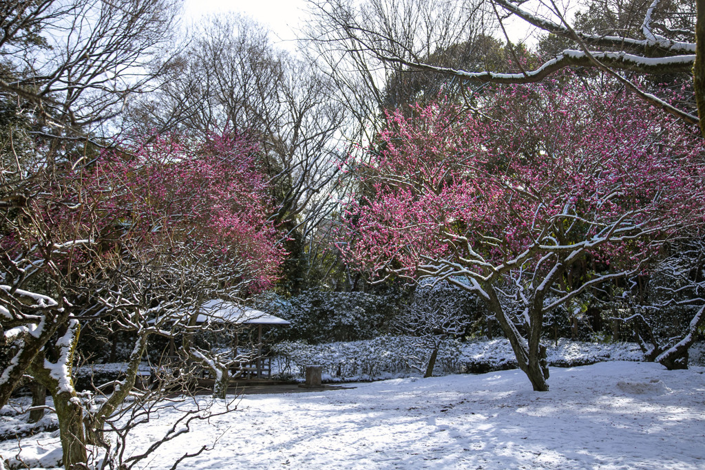 立春の雪景色（八重の紅梅） 07