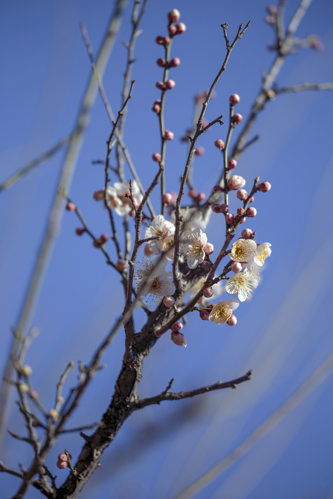 春を呼ぶ花 01