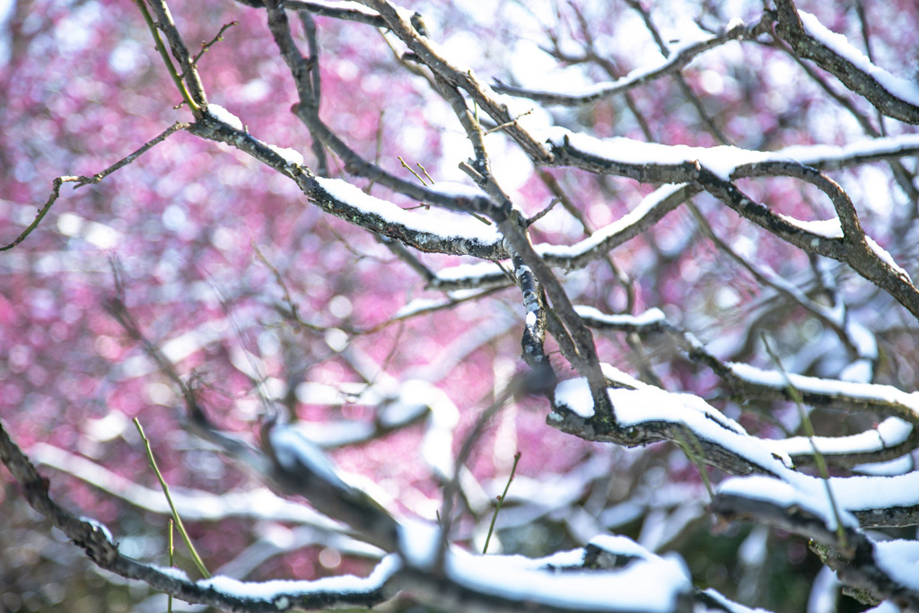 立春の雪景色（八重の紅梅） 09