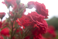 ラスト春薔薇 05