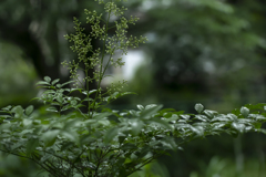 雨に咲く花 13