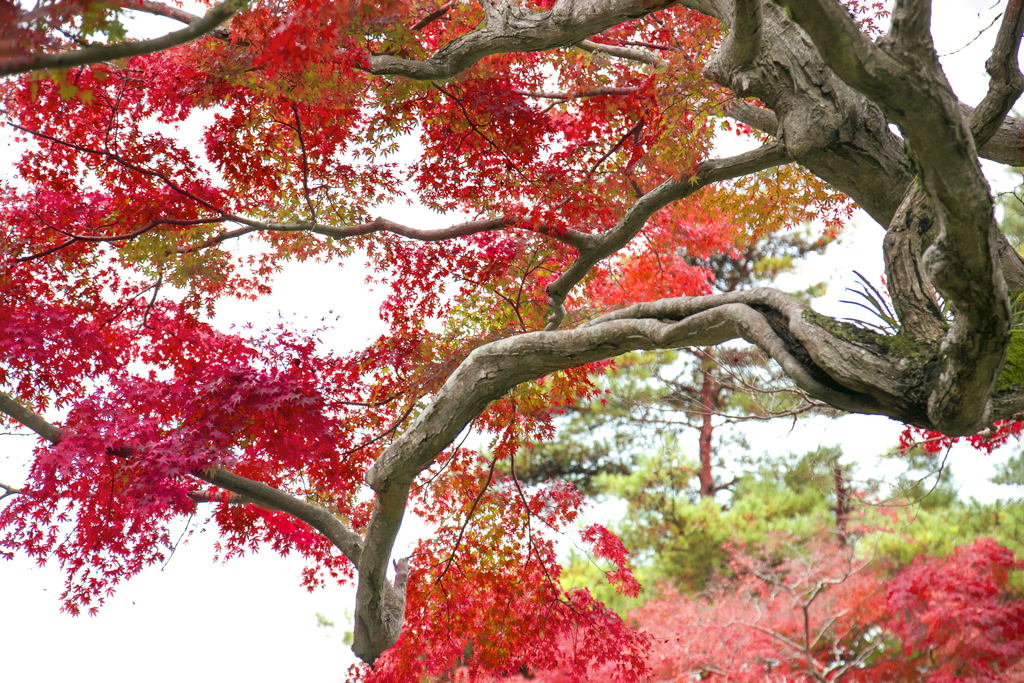 錦秋の成田山公園 18