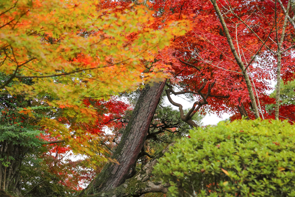 錦秋の成田山公園 14