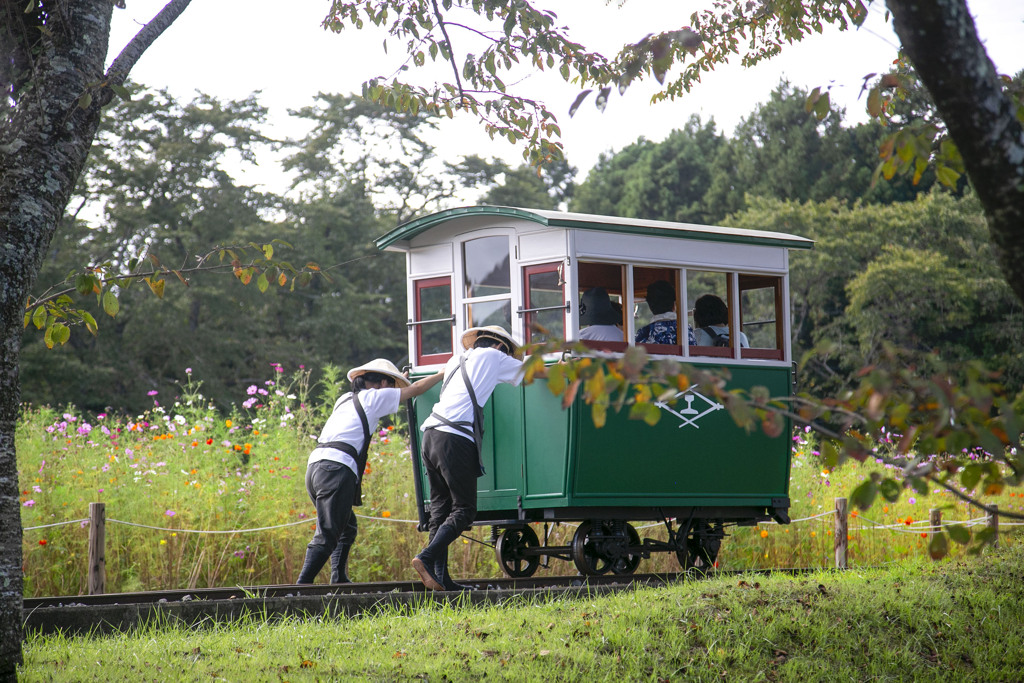 松山御本丸コスモス園 03
