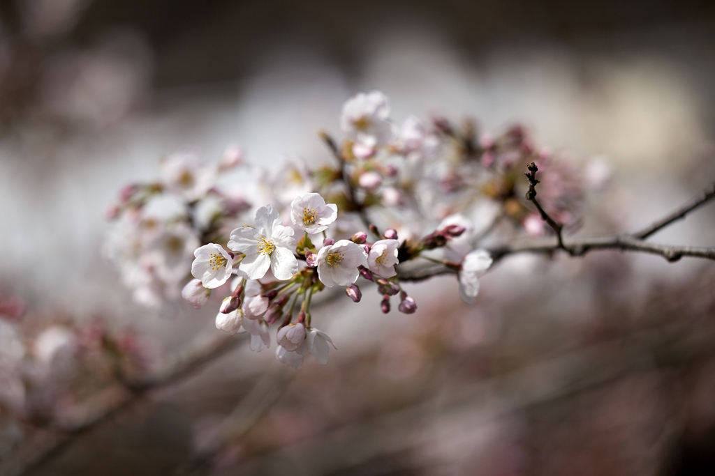 花便り 03