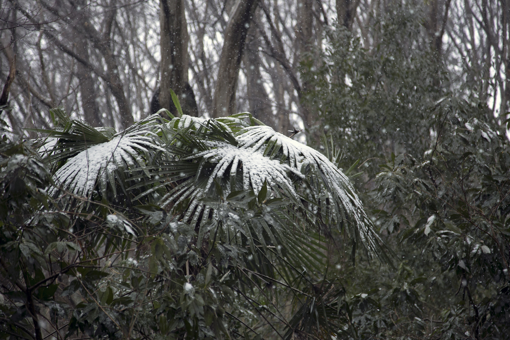 雪傘 02