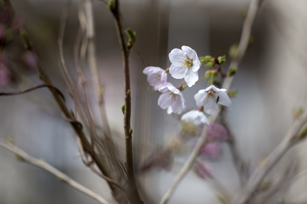 花便り 08