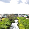 02 菜の花咲き乱れる都市河川